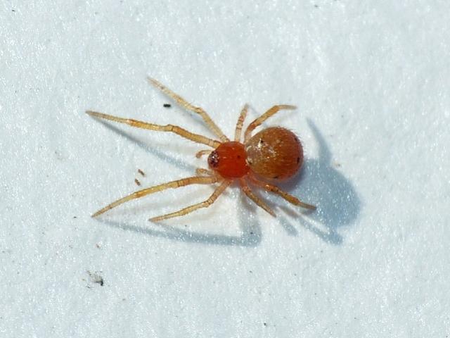 Theridion Musivum e Crustulina sticta? - Palidoro(RM)